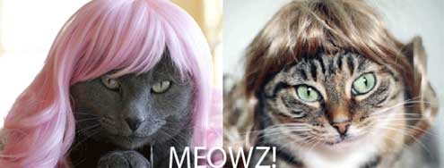 Kitty-Wigs---Cats