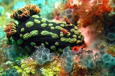 Nembrotha Kubaryana - Sea Slug