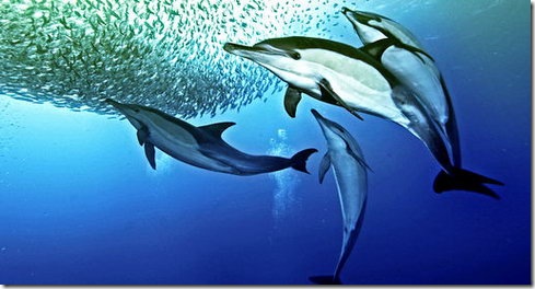 Nature's Great Events - The Great Tide- Dolphins & Sardines