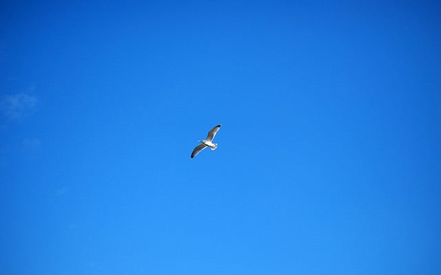 Blue_sky_bird