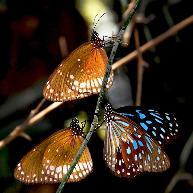Agumbe_Butterflies