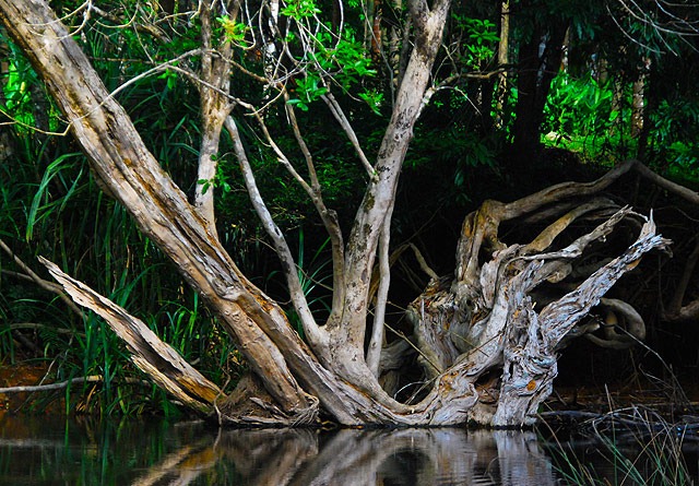 Agumbe_Swamp
