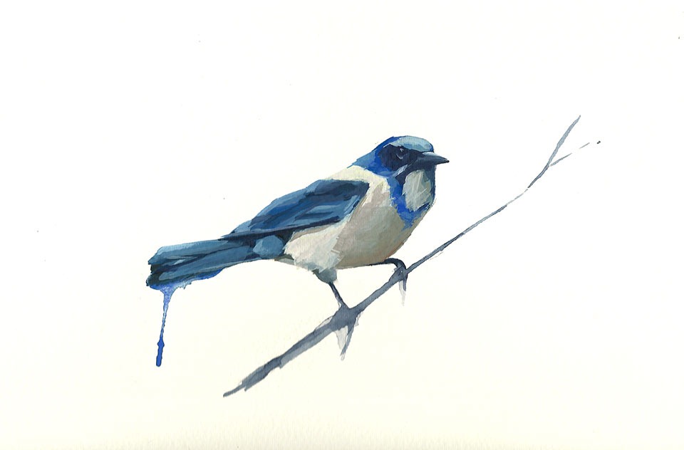 Joshua-Durant-Scrubjay