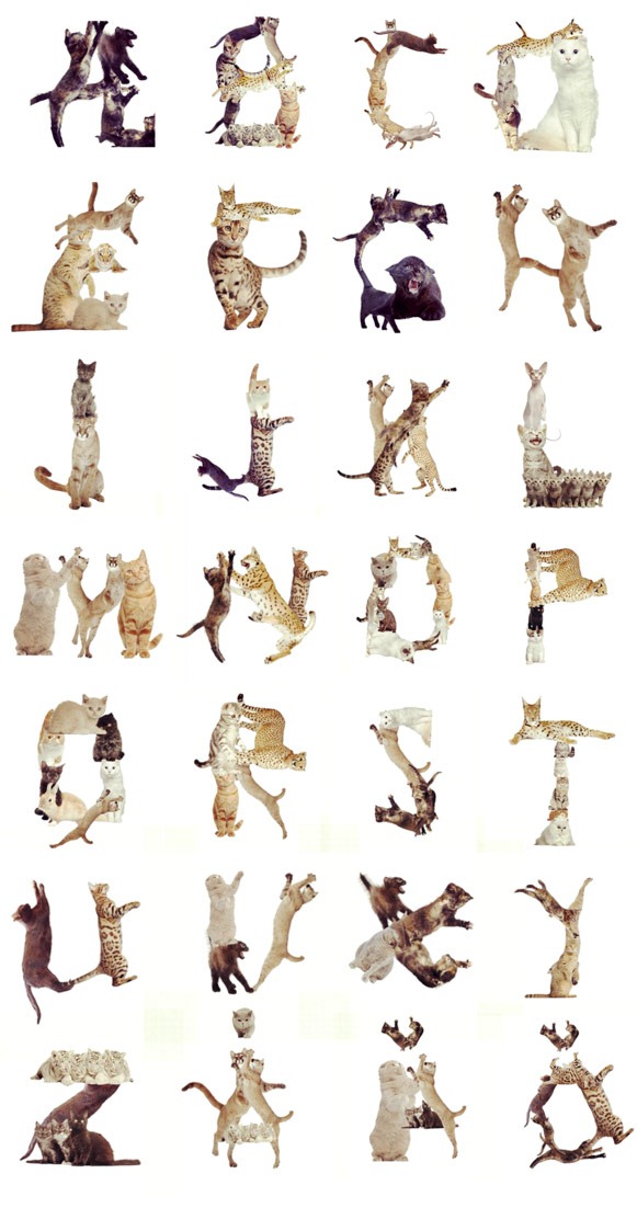 Cat-Alphabets-Typography