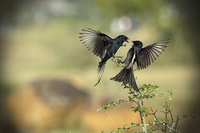 The-Drongo-Love