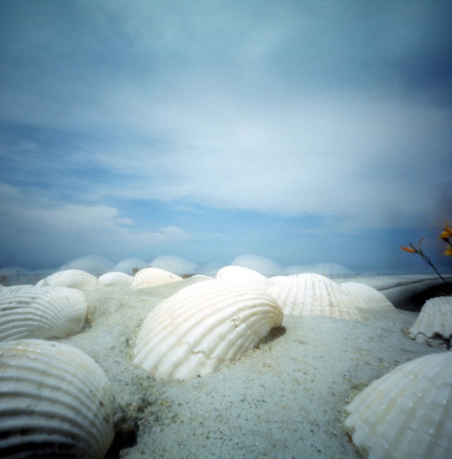 Sea-shells,-San-Diego
