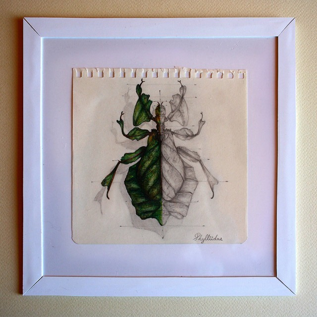 Insect-Entomology-Beautiful-small-things---Illustrations-by-Paula-Duta-04