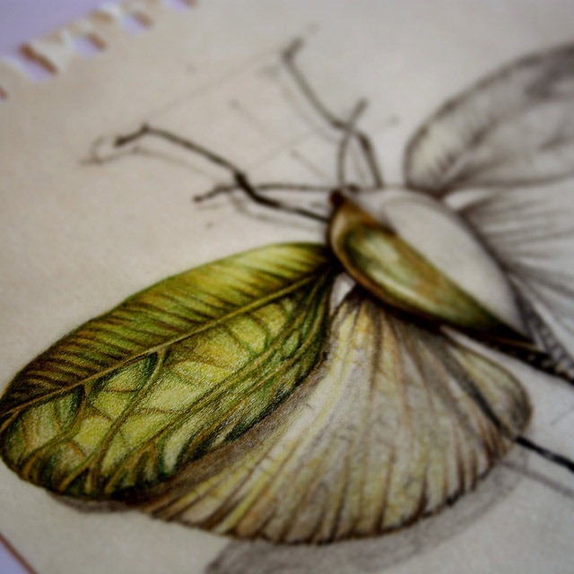 Insect-Entomology-Beautiful-small-things---Illustrations-by-Paula-Duta-05-2
