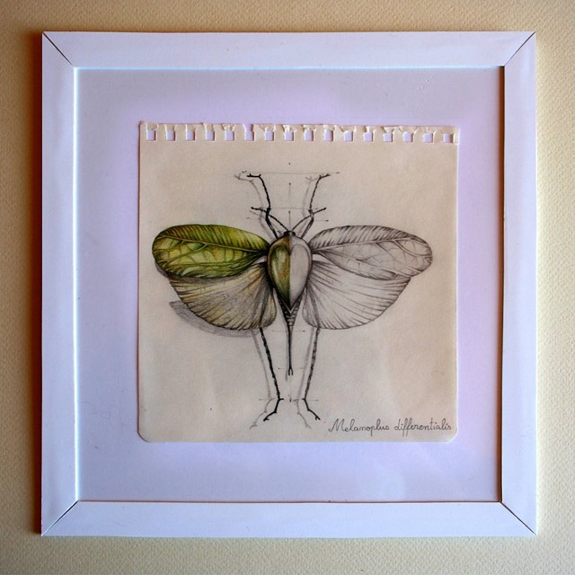 Insect-Entomology-Beautiful-small-things---Illustrations-by-Paula-Duta-05