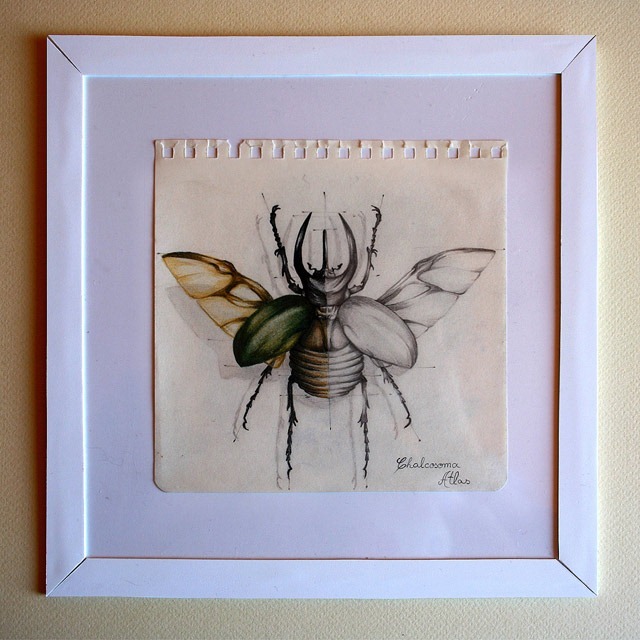 Insect-Entomology-Beautiful-small-things---Illustrations-by-Paula-Duta-06