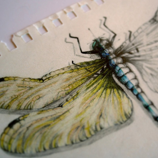 Insect-Entomology-Beautiful-small-things---Illustrations-by-Paula-Duta-07-2