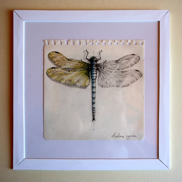 Insect-Entomology-Beautiful-small-things---Illustrations-by-Paula-Duta-07