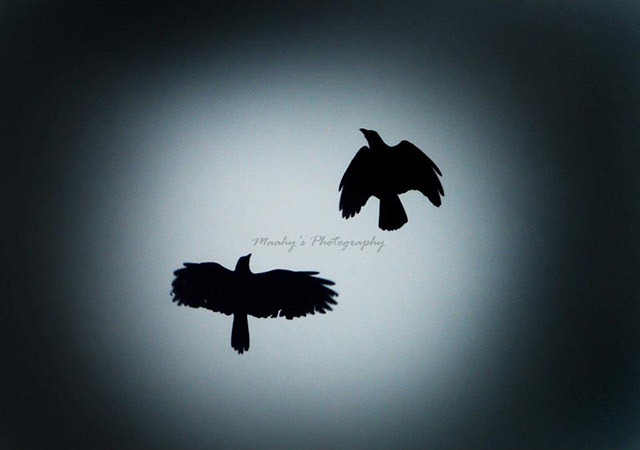 Maahy-photography-birds