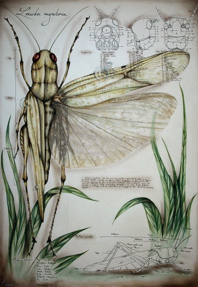 Paula-Duta-Entomology-of-Locusta-Migratoria-01