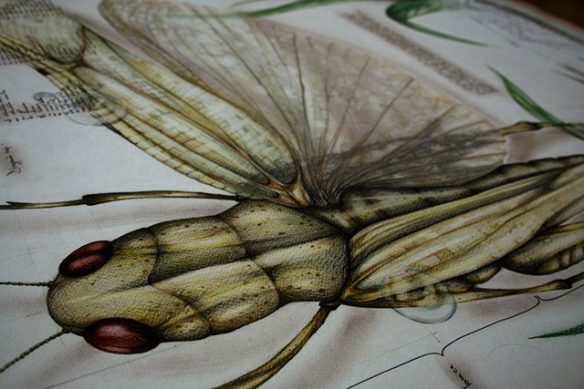 Paula-Duta-Entomology-of-Locusta-Migratoria-02