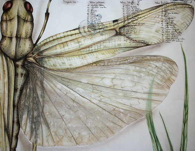 Paula-Duta-Entomology-of-Locusta-Migratoria-03