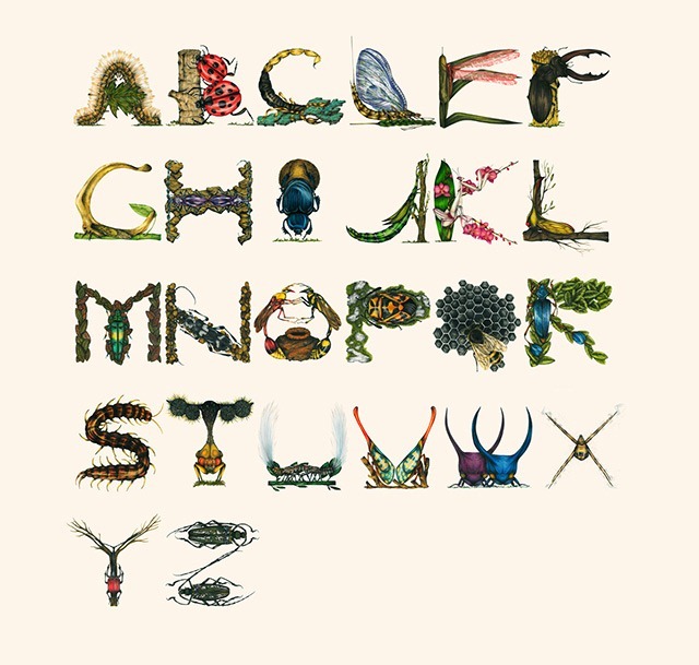 Insect-Alphabet-Illustration-by-Paula-Duta-01