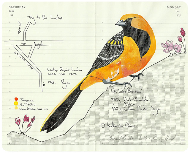 All-My-Beautiful-Boys-Ornithological-Drawings-by-Fran-Giffard-Orchard-Oriole