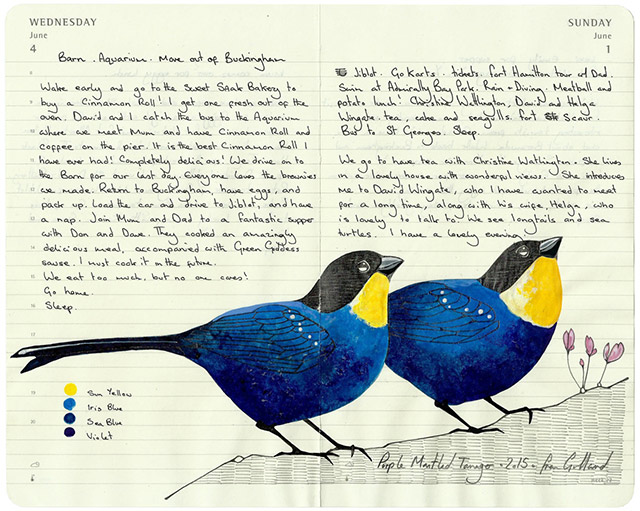 All-My-Beautiful-Boys-Ornithological-Drawings-by-Fran-Giffard-Purple-Mantled-Tanager