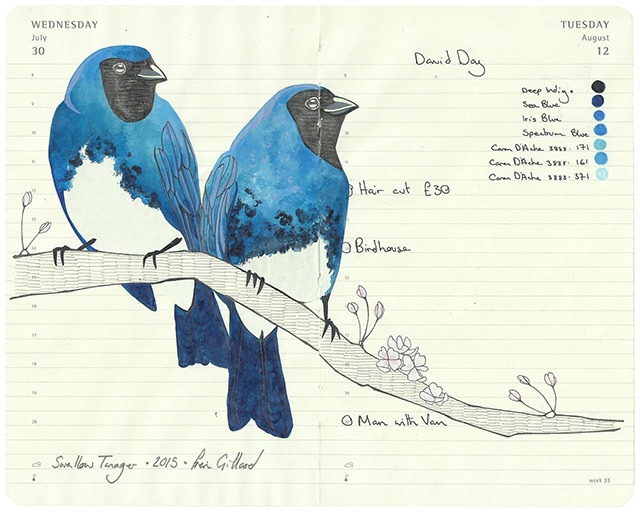 All-My-Beautiful-Boys-Ornithological-Drawings-by-Fran-Giffard-Swallow-Tanager