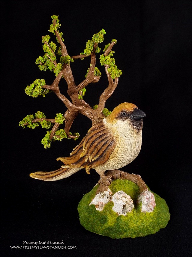 Arborescent sparrow - Przemyslaw Stanuch 2016