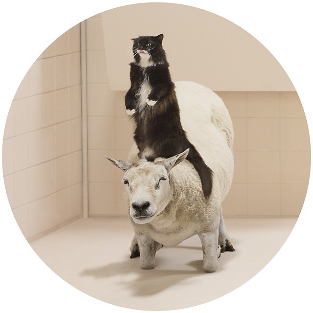 Frieke Janssens ANIMALCOHOLICS超现实摄影系列7