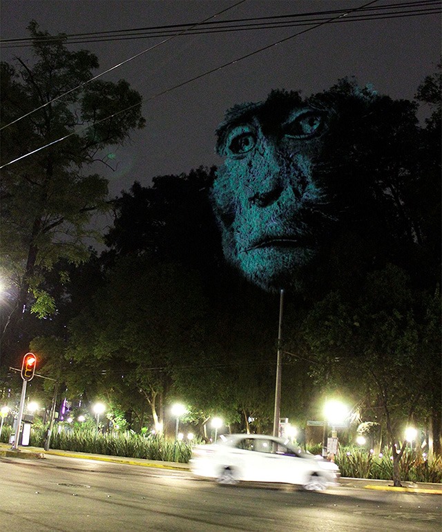 ANIMAL-WATCHING---Video-installation-on-trees-in-Mexico-Revista-Marvin